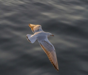 �����µĺ�Ÿ