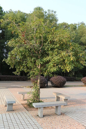 ����ʯ��