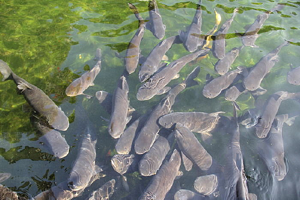 ��ɫ����