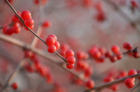 ������ʵ