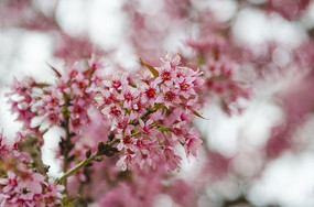 �����Ķ���