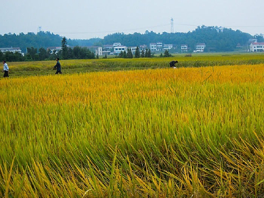 ����ĵ���