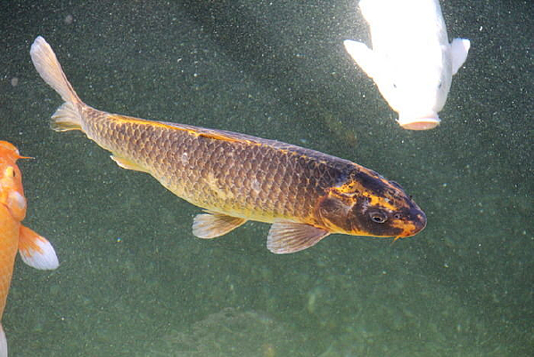 ˮ���еĽ�����