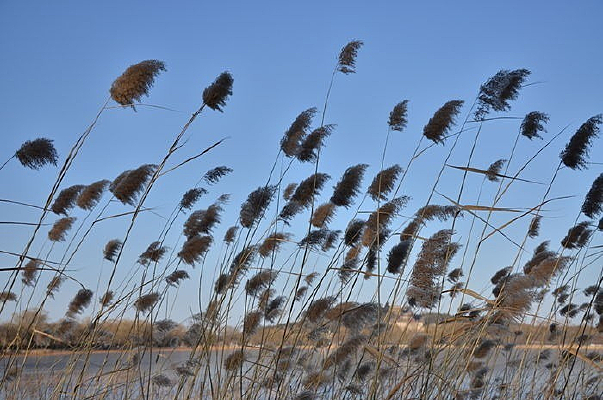 ���յ�«έ��