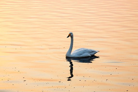 Ϧ���µĹ¶�