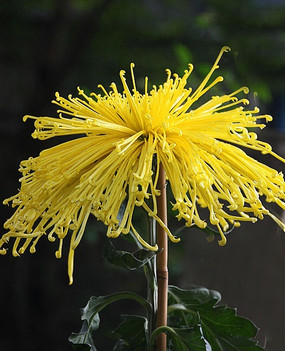 黄色菊花前单手拿着绿叶放肩膀的美女