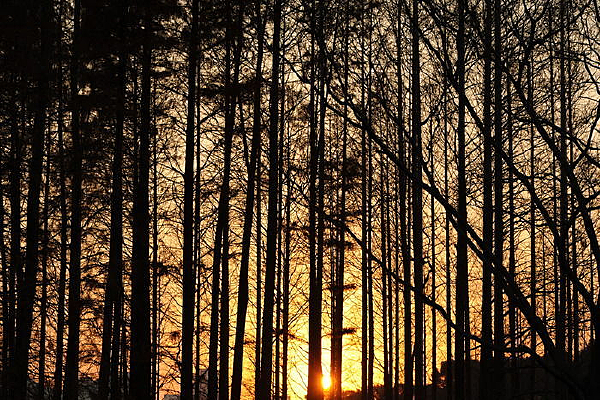 ҹɫ�е�����