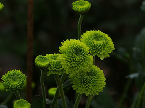 綠色菊花