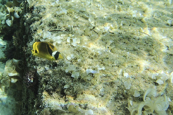 Ư�����ȴ���