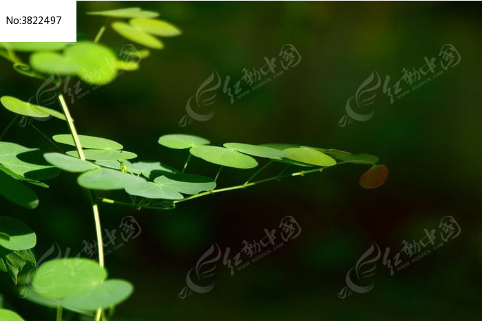 阳光下的圆形叶片藤蔓植物图片