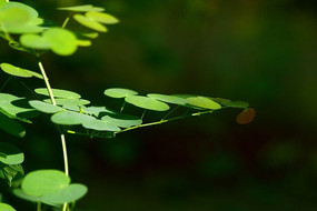 ԲҶ����ֲ��