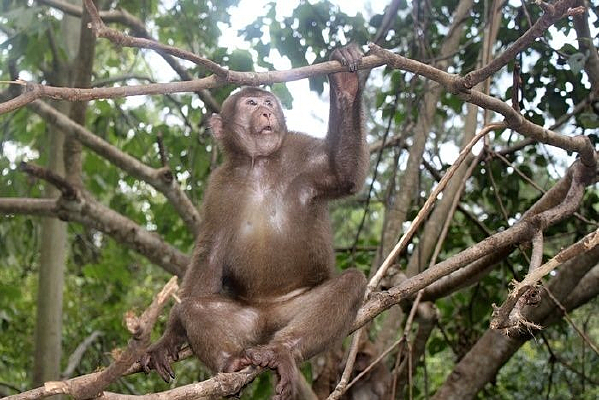 ������֦�ϵĺ���