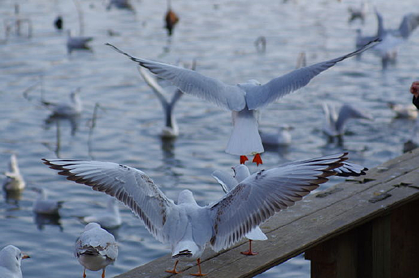 ����˫�ɺ���Ÿ