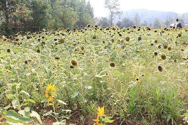 ��ɳֲ��԰���տ�����