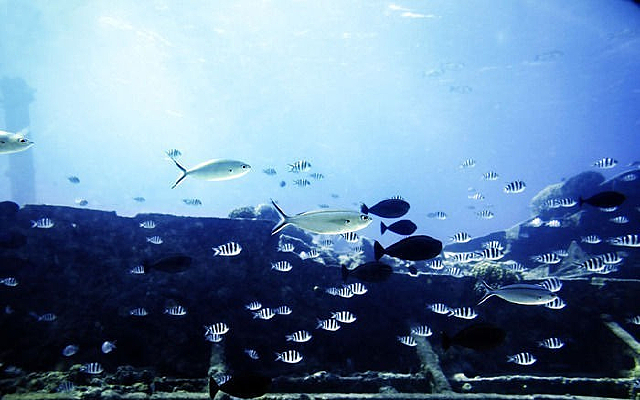 ���׵ĳ���