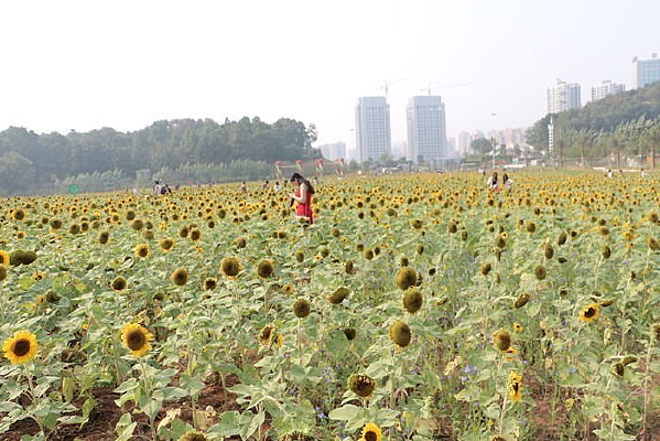 ������տ�