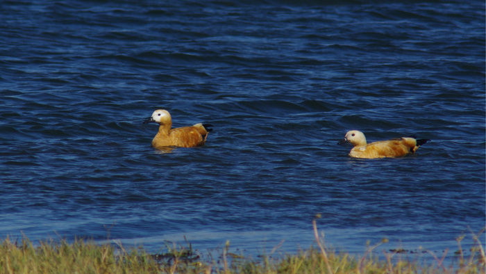 ��Ӱ����