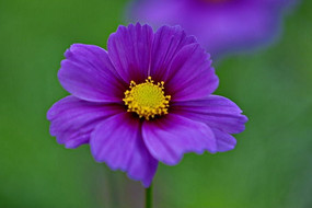 ��ɫ�����ɫ����