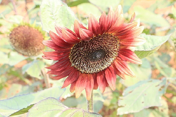 ����ïʢ�����տ�