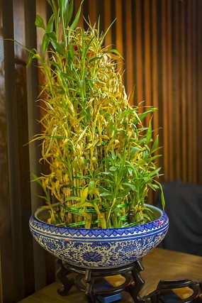 ˮ��ֲ�ﻨ��