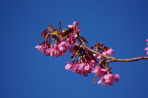 ����ӳ��