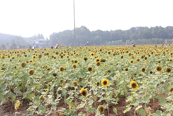 ��Ķ���տ����