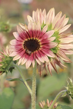 �ƻ�С�ƻ�С����