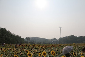 ���տ�����