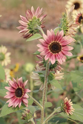 ���տ���Ƭ