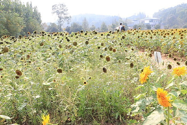 ���տ�ֲ��