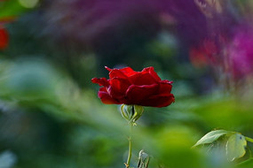 �黯����ͼ