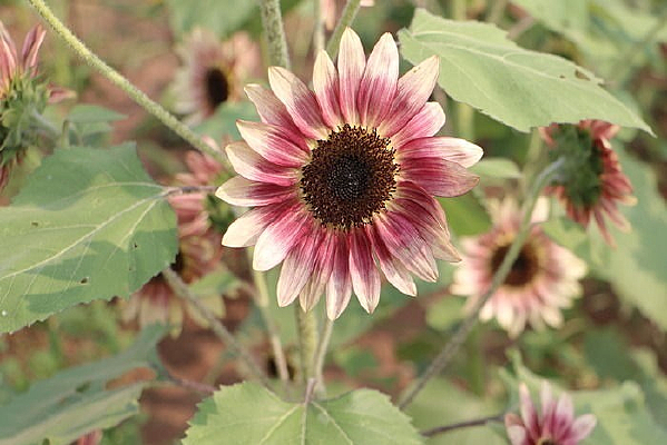 һ�����տ���