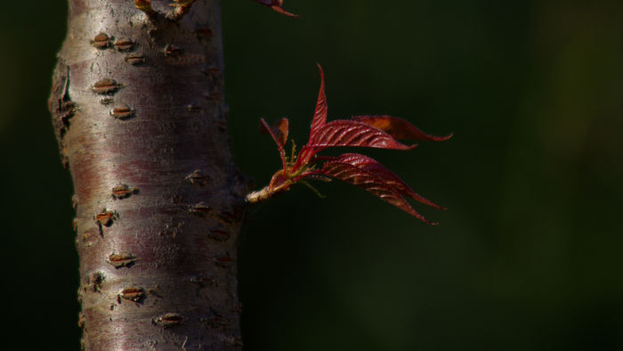 ӣ������Ҷ