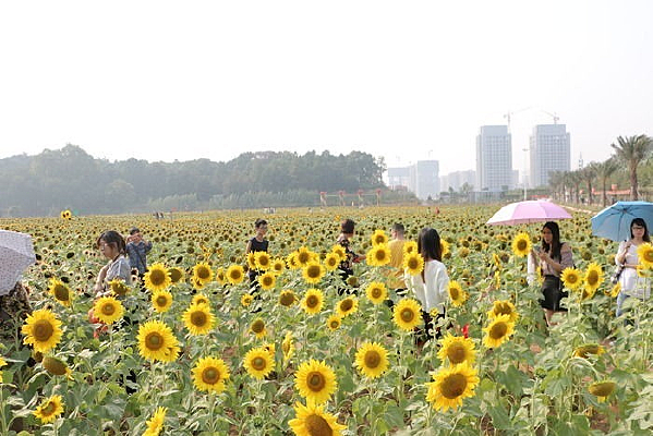 ���˴���ɡ�����տ������е�