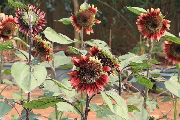 �������µ������������տ�