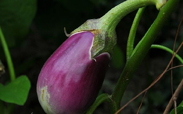 �˵�������