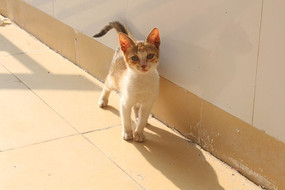 ɹ̫����Сè��