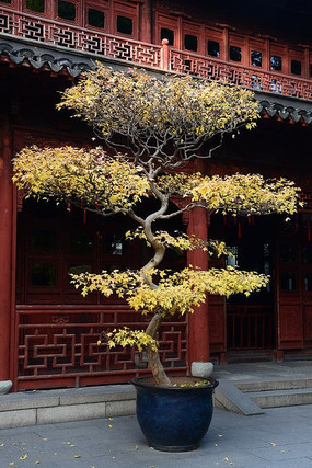 �Ϻ�ֲ��԰�辰