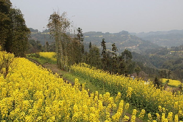 �����ȶ�