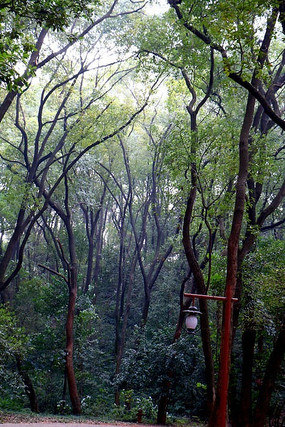 Ψ������ֲ��԰