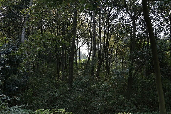 ɽ��������