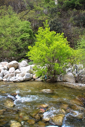 春天山间河流边的绿树
