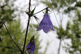 ���ſ��Ļ�