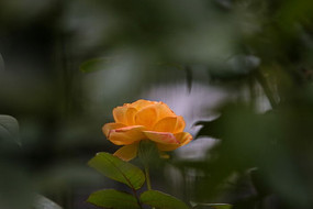 ��ĵ���¼�