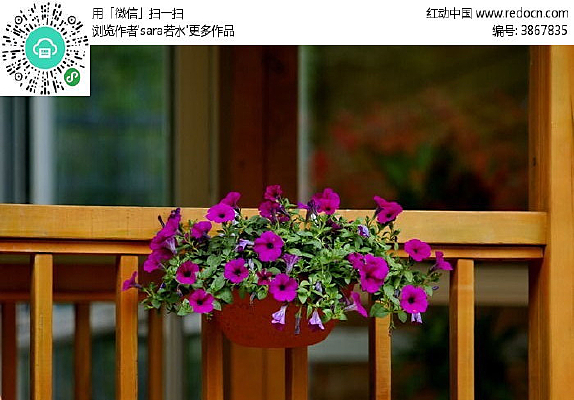 ��ɫ����ֲ��