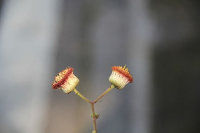 Ư���Ļ���