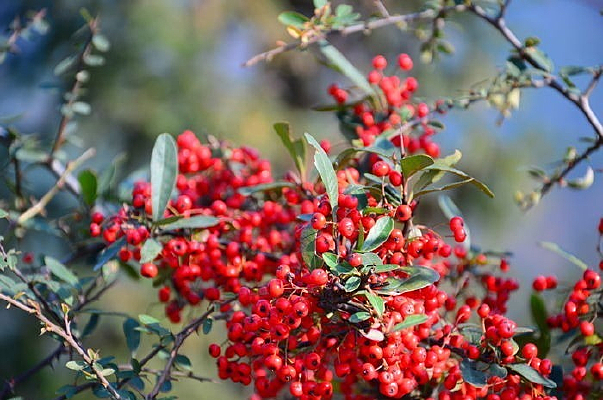 ��ɫɽ����