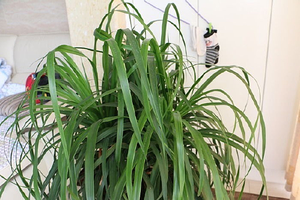 ��ɫ����