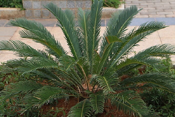 ��ɼ����