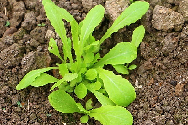 �ܲ�����ֲ